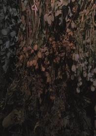 雀鸟焉知